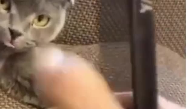 funny cats - funny cat videos 2021 🐱 try not to laugh or grin 😂 challenge - very funny cats l Shorts