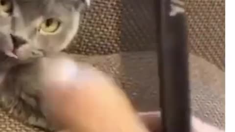 funny cats - funny cat videos 2021 🐱 try not to laugh or grin 😂 challenge - very funny cats l Shorts