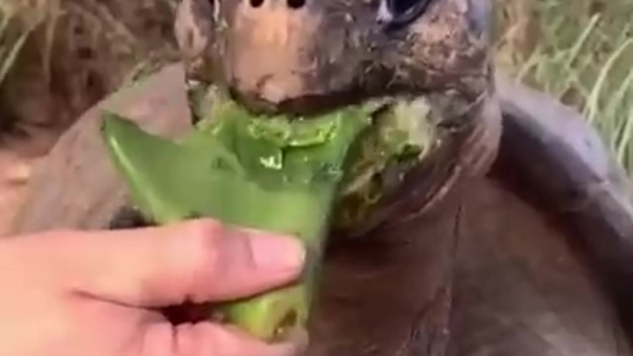 Funny animal video