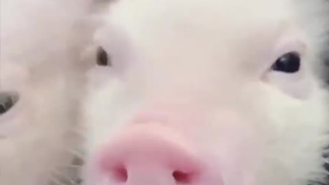 Cute baby animals