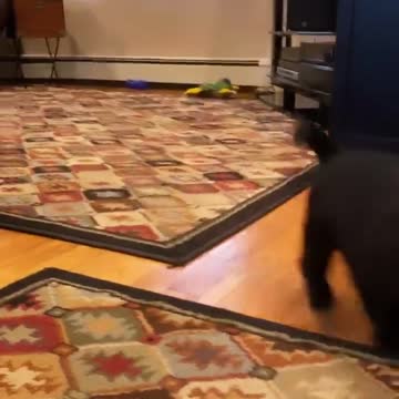 puppies running montage because it’s #