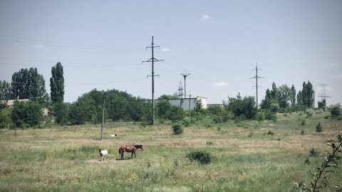 cute horses in the field