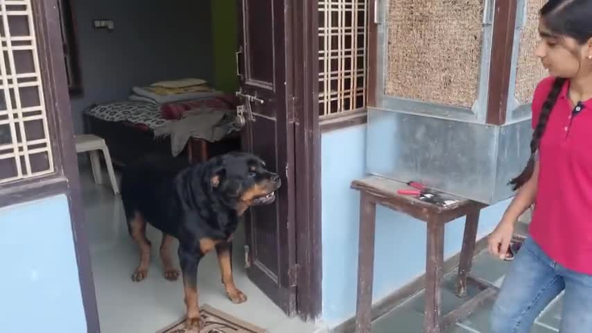 happy Bhai dooj Indian festival funny dog video