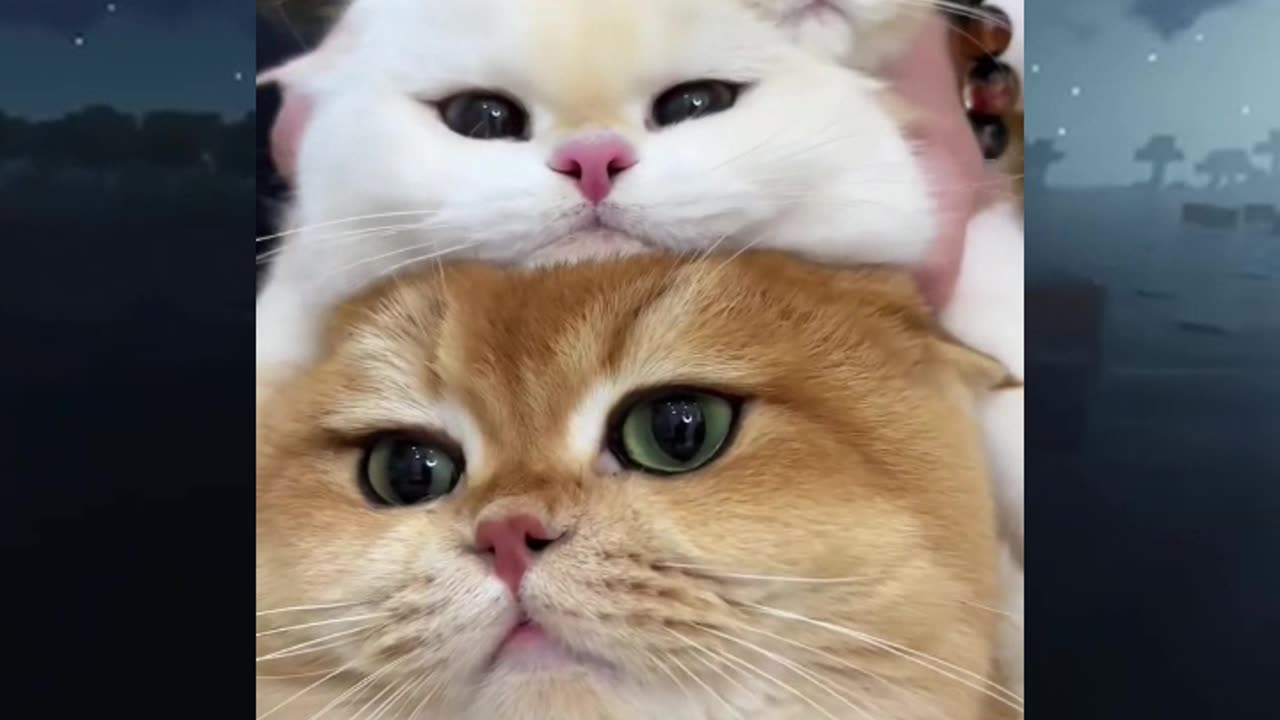 Burger Cat😂