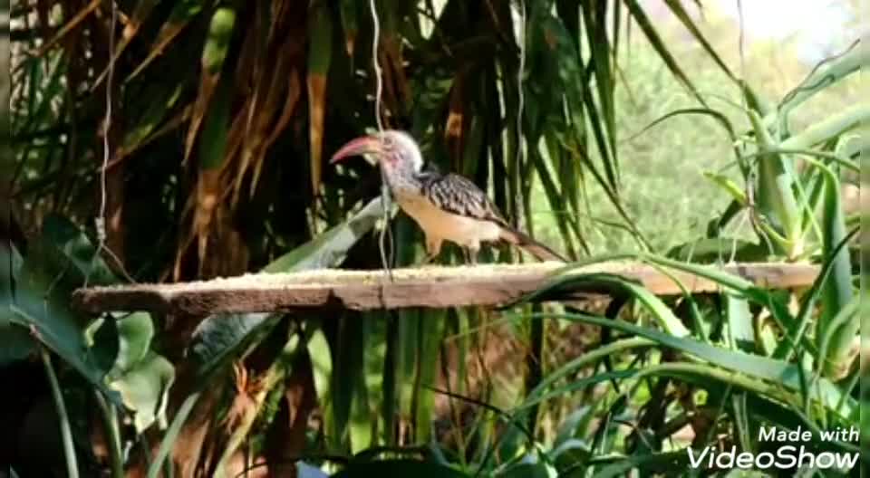 Video of the most beautiful birds in the forest