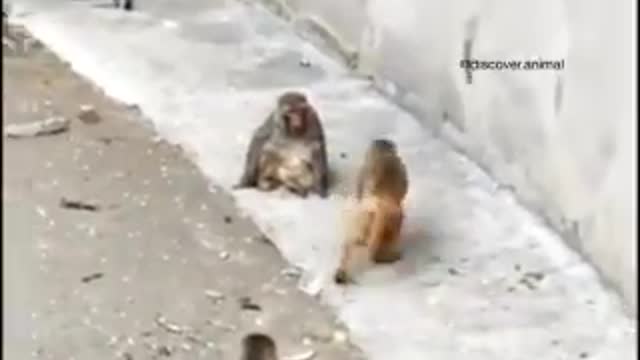 Funny monkey playing with her daughter must watch