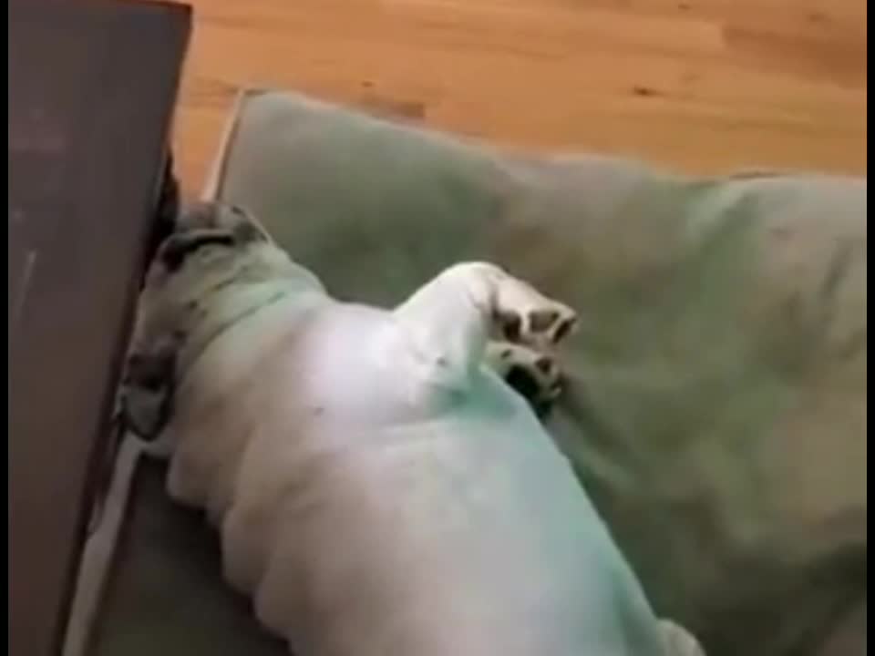 very funny Pets do funny thing in home