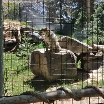 #Zoo #IDaho #Falls #2022