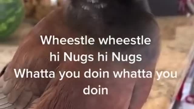 Adorable bird talking just like a human.