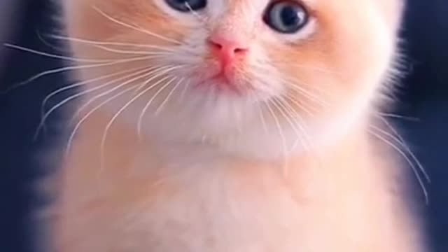 🌺Cute Baby Cat WhatsApp Status 💫❣️Cute Cat Status Video raataan lambiyan |animals park | #shorts#cat