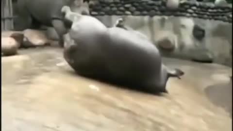 Rhinoceros funny video