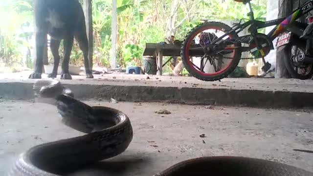 Snake's Point of View