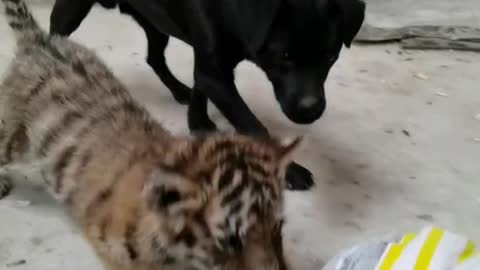 Little tiger bites baby baboon