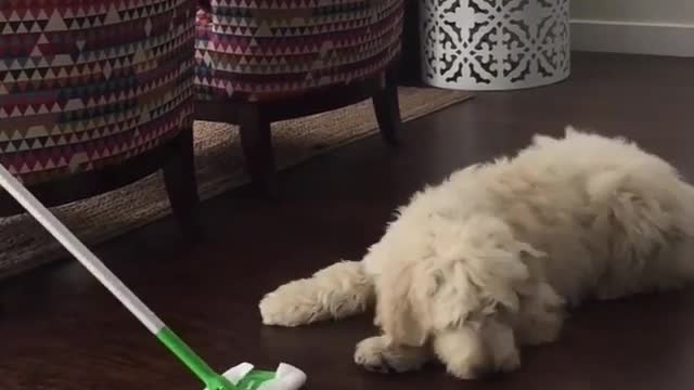 White furry dog plays with green swiffer broom on wood floor