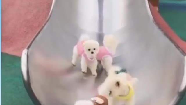 CUTE ANIMALS THAT WILL SHOCK YOU 😮