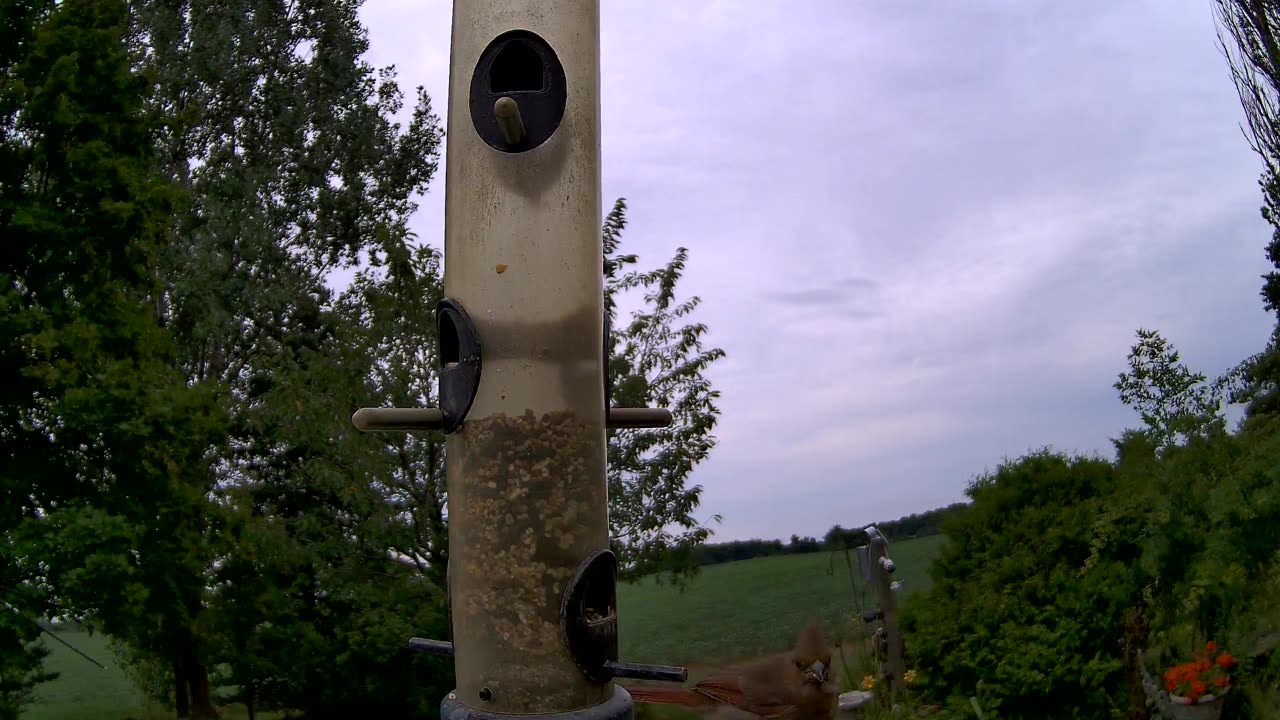 female cardinal with juvenile