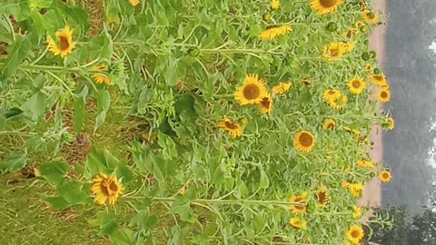 Most beautiful 🤩 Sunflower Fram 🌻