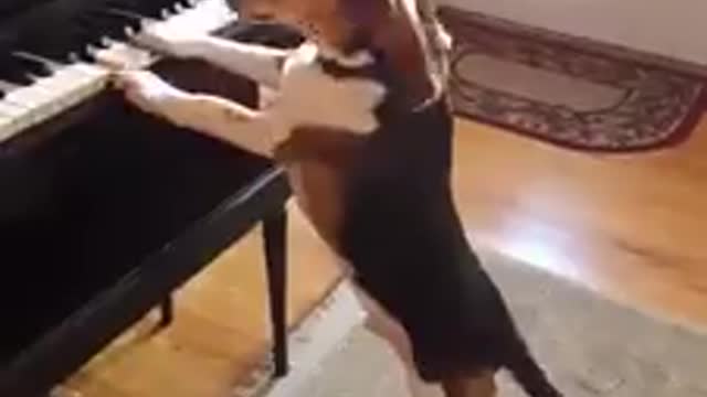 pianist dog