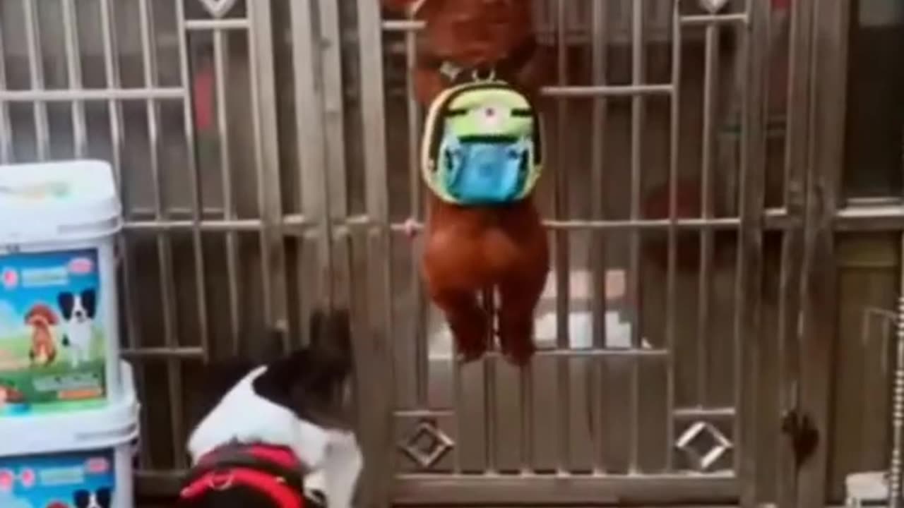 Funny dogs video