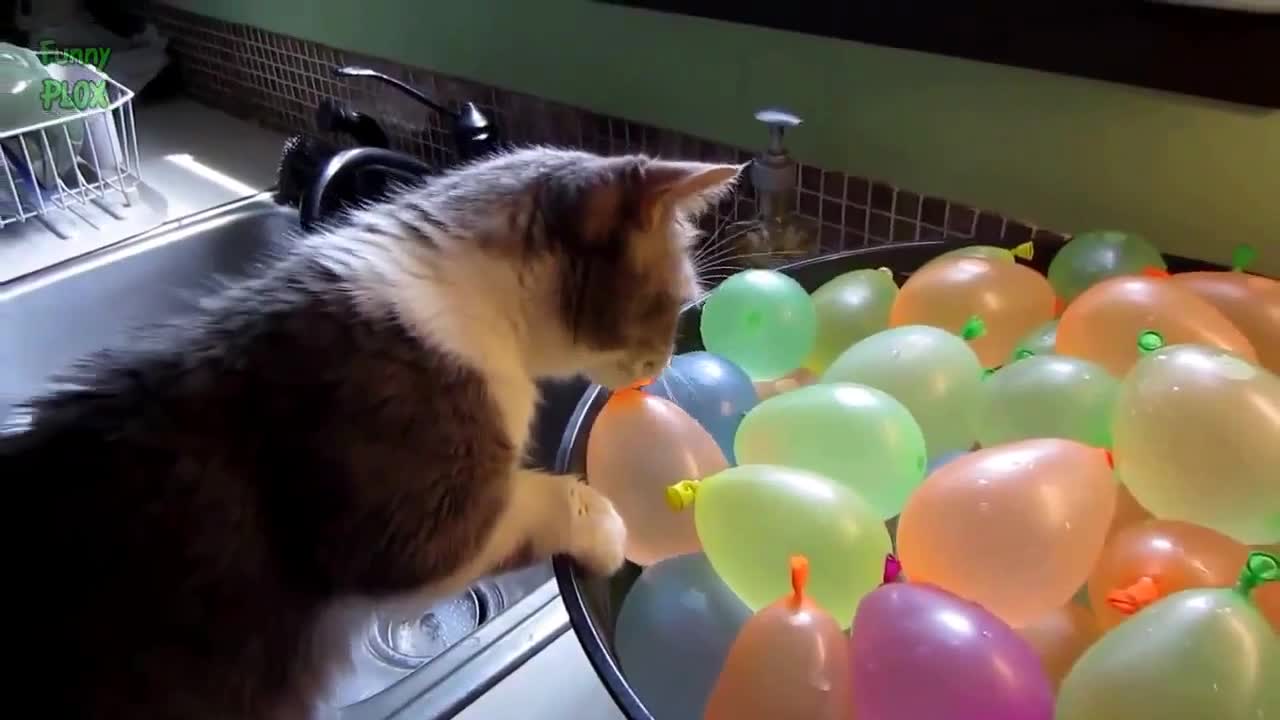 Cats x Balloons