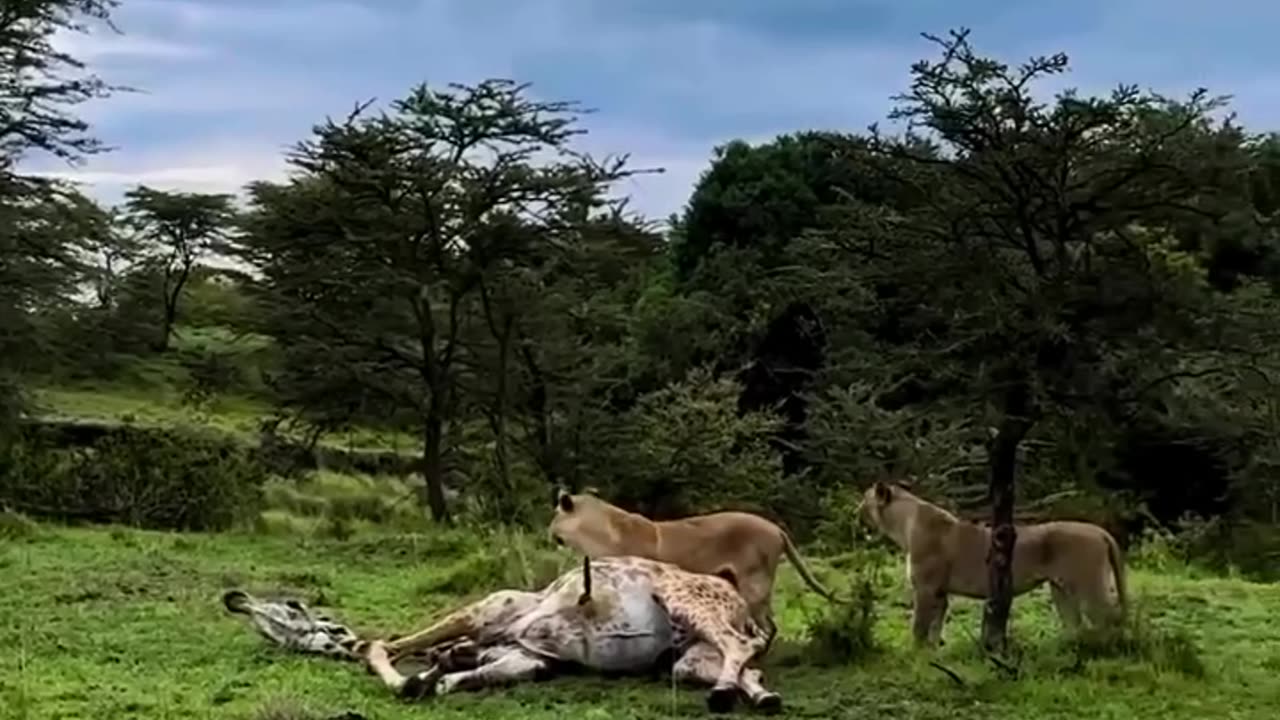 Lion attacks giraffe 🦒