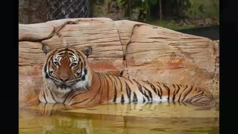 A man has serious injuries after being attacked by a tiger at a FL zoo. - WD6