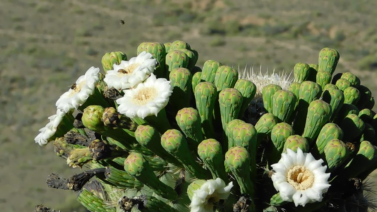 Blooming Saguaro - Buzzing with Activity