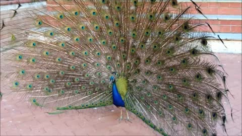 Peacock