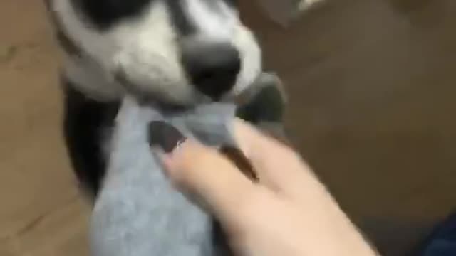 Little Husky wants to take her clothes