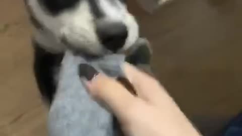 Little Husky wants to take her clothes