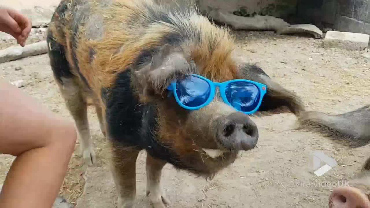 Pig rocking his shades