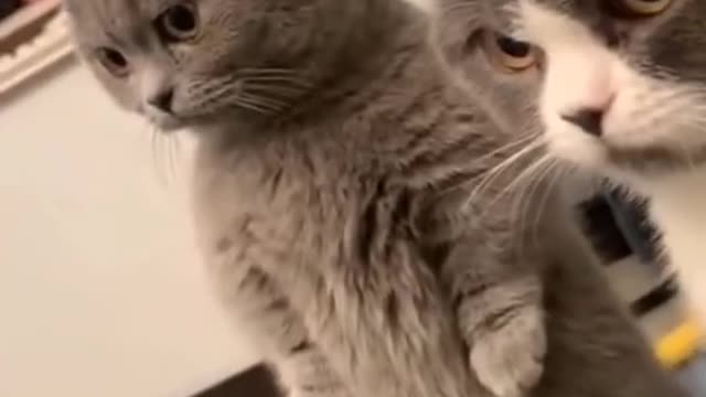 #funny #cute β€ #dogs and #cats πΆπ± part 1