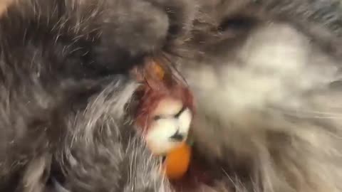 Funny cat video.new funny cat videos 2022,