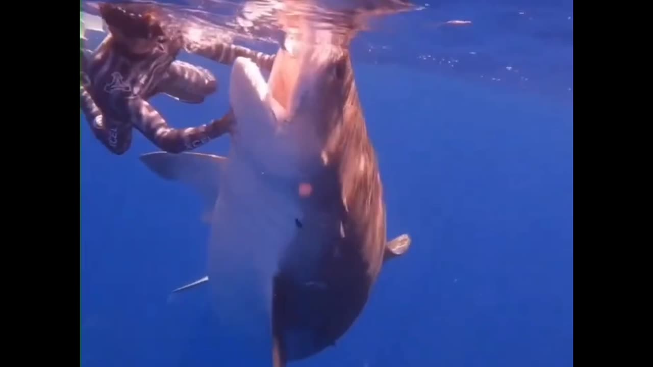 HUGE TIGER SHARK