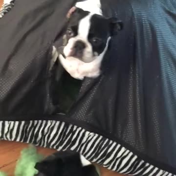 Couch privileges: revoked! 🤣🛋️🤦‍♂️