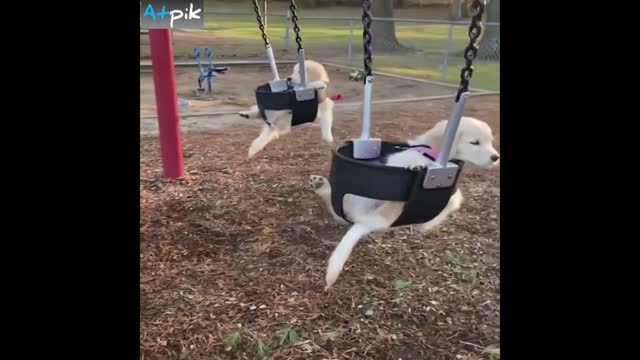 Dogs Love To Swings