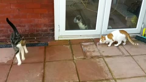 Funny & Cute Cat Compilation Video