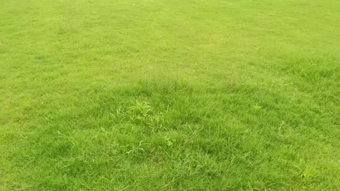 This lawn is a great place for couples to have dinner