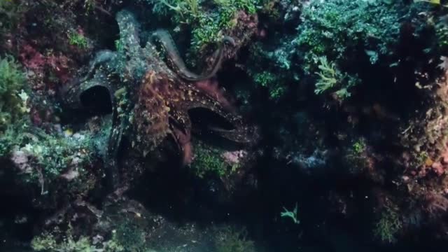 How Octopus Moves Underwater