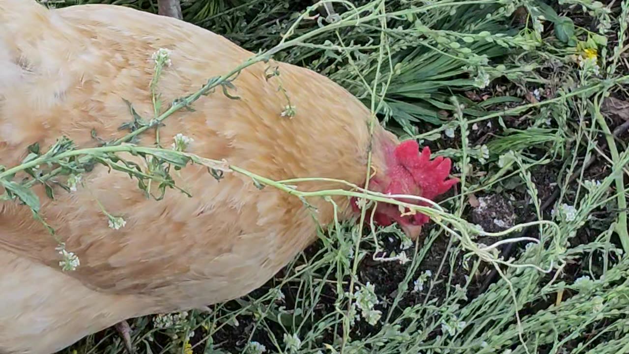 OMC! Three cute little chickens having a great time together in the summer! #chickens #cute #shorts