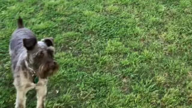 Schnauzer hop