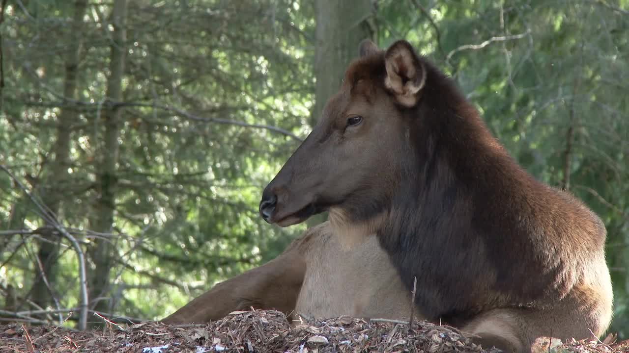 Female elk in the forest