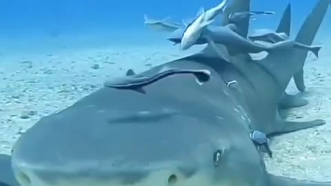 Amazing Sharks