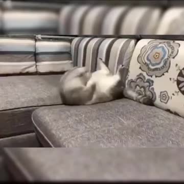 This Cat loves doing sit ups