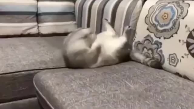 This Cat loves doing sit ups