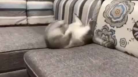 This Cat loves doing sit ups