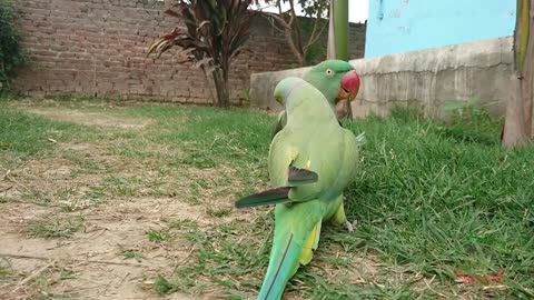 A beautiful, passionate and happy parrot