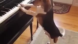 The smart dog is playing piano