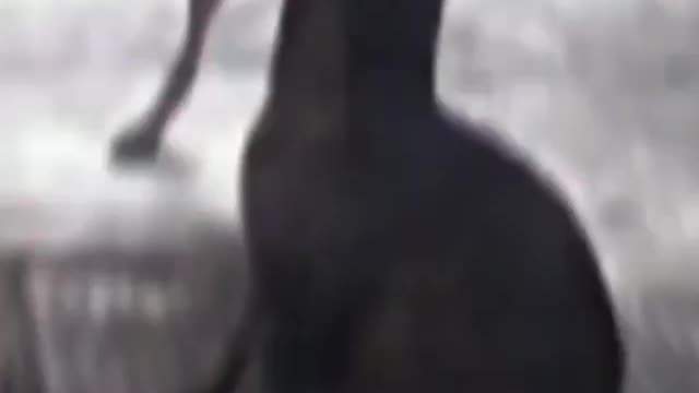 Dog and Cat Dancing