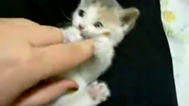 Cute cat play